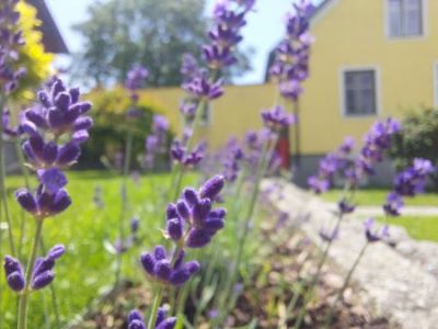 Lavendel24.jpg
